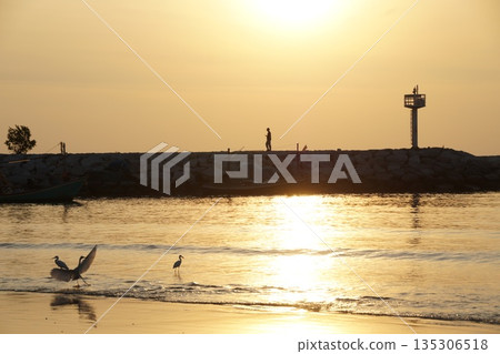 Herons and the golden sea.Two white birds, herons, with a fish in their beaks, walk along the seashore at dawn. Everything is illuminated by the golden light of dawn. 135306518