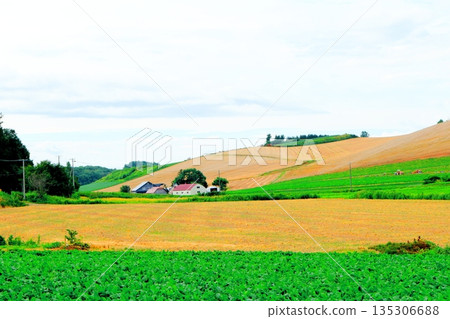 Hokkaido Travelogue: Undulating Farm, Biei in August Hokkaido Travelogue: Undulating Farm, Biei in August 135306688