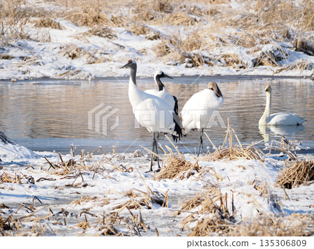 A parent and child crane standing by the water 135306809