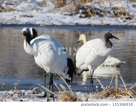 A parent and child crane standing by the water 135306810