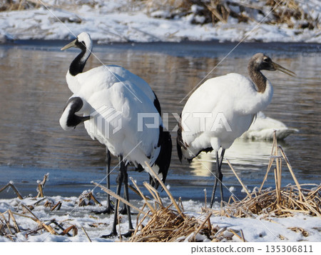 A parent and child crane standing by the water 135306811