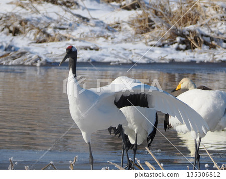 A parent and child crane standing by the water 135306812