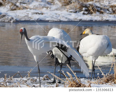 A parent and child crane standing by the water 135306813
