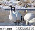一對鶴母子站在水邊 135306815