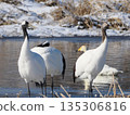 一對鶴母子站在水邊 135306816