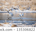一對鶴母子站在水邊 135306822