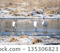 一對鶴母子站在水邊 135306823