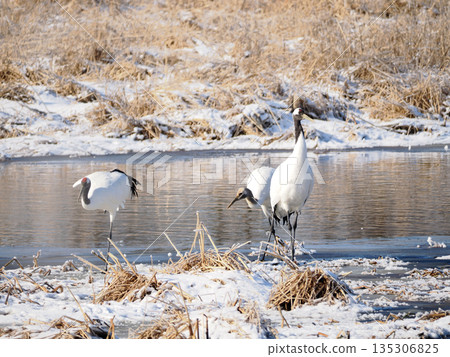 一對鶴母子站在水邊 135306825