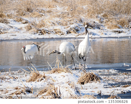 一對鶴母子站在水邊 135306826