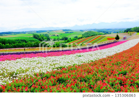 北海道遊記 八月四季彩之丘 八月美瑛 135306863