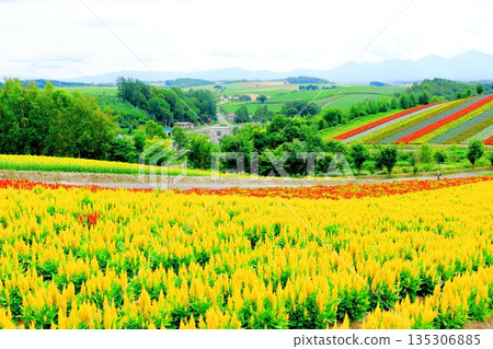 北海道遊記 八月四季彩之丘 八月美瑛 135306885