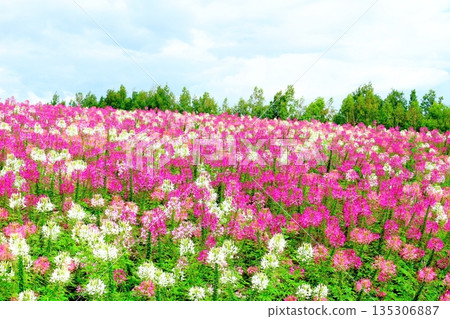 北海道遊記 八月四季彩之丘 八月美瑛 135306887