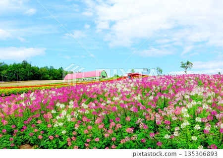 北海道遊記 八月四季彩之丘 八月美瑛 北海道遊記 八月四季彩之丘 八月美瑛 135306893