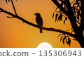 Silhouette of Bird on Tree Branch at Sunset 135306943