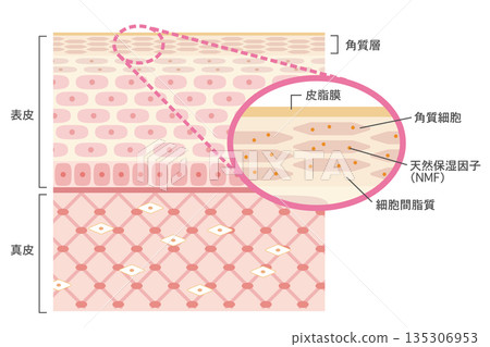 Illustration of skin structure: Cross-section of skin with enlarged stratum corneum Illustration of skin structure: Cross-section of skin with enlarged stratum corneum 135306953