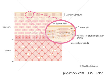 Illustration of the skin structure: Cross-section of the skin with the stratum corneum enlarged (in English) 135306954