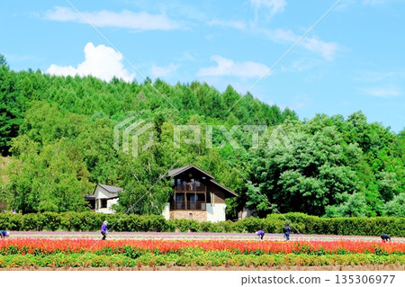 Hokkaido Travelogue: Farm Tomita in August Hokkaido Travelogue: Farm Tomita in August 135306977