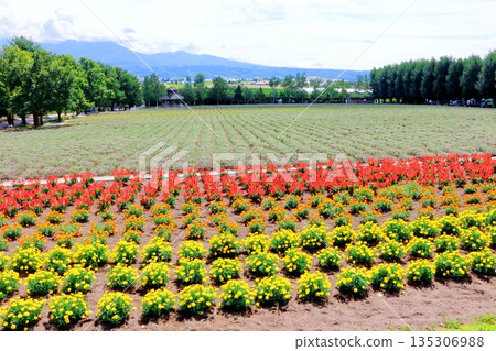 Hokkaido Travelogue: Farm Tomita in August Hokkaido Travelogue: Farm Tomita in August 135306988