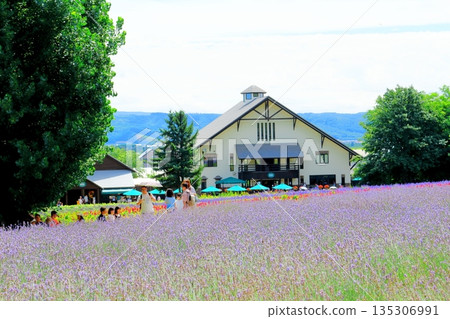 北海道遊記:八月富田農場 北海道遊記:八月富田農場 135306991
