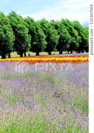 北海道遊記:八月富田農場 北海道遊記:八月富田農場 135307004