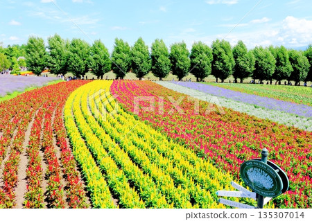 北海道遊記：八月富田農場 135307014