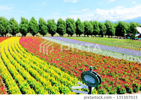 北海道遊記:八月富田農場 北海道遊記:八月富田農場 135307015