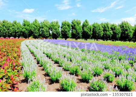 北海道遊記：八月富田農場 135307021