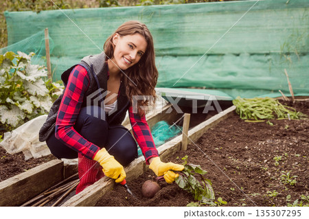 Woman crouching in backyard raised bed harvesting beet with trowel wearing plaid shirt and gloves 135307295