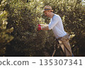 Man wearing straw hat and red gloves standing on folding ladder picking olives in olive orchard 135307341