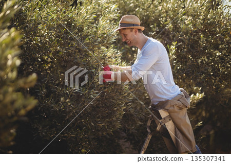 Man wearing straw hat and red gloves standing on folding ladder picking olives in olive orchard 135307341