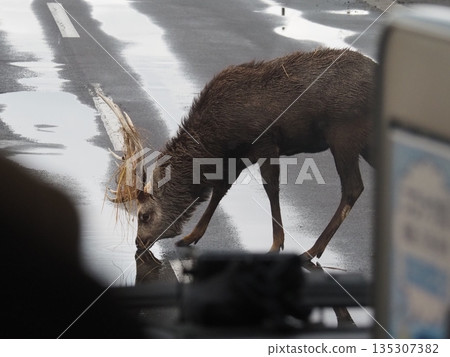 一隻北海道鹿在開往北海道野付半島的巴士前喝水。 135307382