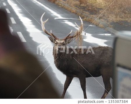 A Hokkaido deer appears in front of a bus heading to Hokkaido's Notsuke Peninsula A Hokkaido deer appears in front of a bus heading to Hokkaido's Notsuke Peninsula 135307384