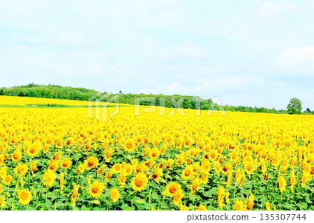 Hokkaido Travelogue: Sunflower Village, Hokuryu Town in August Hokkaido Travelogue: Sunflower Village, Hokuryu Town in August 135307744