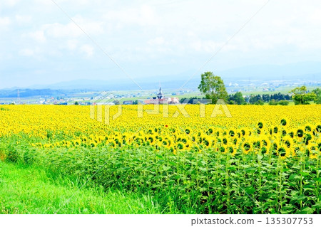 Hokkaido Travelogue: Sunflower Village, Hokuryu Town in August Hokkaido Travelogue: Sunflower Village, Hokuryu Town in August 135307753