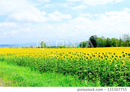 北海道遊記:八月北龍町向日葵村 北海道遊記:八月北龍町向日葵村 135307755