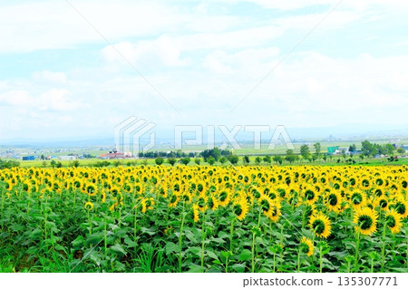 Hokkaido Travelogue: Sunflower Village, Hokuryu Town in August Hokkaido Travelogue: Sunflower Village, Hokuryu Town in August 135307771