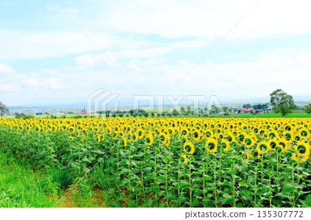 Hokkaido Travelogue: Sunflower Village, Hokuryu Town in August Hokkaido Travelogue: Sunflower Village, Hokuryu Town in August 135307772
