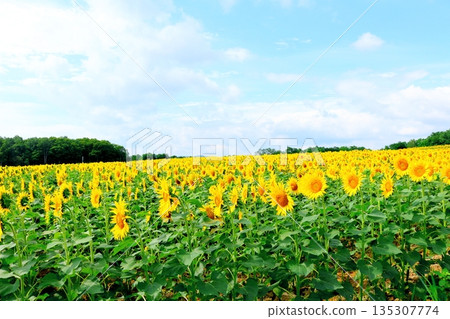Hokkaido Travelogue: Sunflower Village, Hokuryu Town in August 135307774