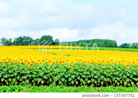 Hokkaido Travelogue: Sunflower Village, Hokuryu Town in August Hokkaido Travelogue: Sunflower Village, Hokuryu Town in August 135307782