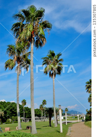 華盛頓棕櫚 135307805