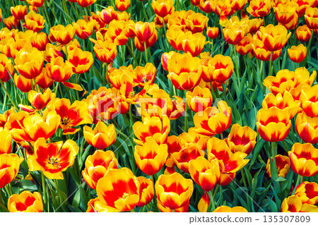 Orange yellow tulip flowers blooming on field in spring. Beautiful floral background 135307809