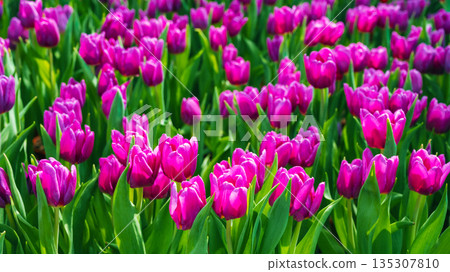 Pink tulip flowers blooming on field in spring. Beautiful natural floral background 135307810