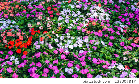 bright multicolored Impatiens walleriana blooming flowers on a flower bed in garden in summer. Beautiful floral background 135307817