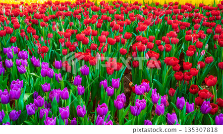 bright multicolored field of blooming tulip flowers in spring garden. Colorful vivid floral background bright multicolored field of blooming tulip flowers in spring garden. Colorful vivid floral background 135307818