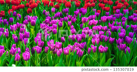 field of blooming pink and red tulip flowers in garden in spring. Beautiful natural floral background field of blooming pink and red tulip flowers in garden in spring. Beautiful natural floral background 135307819