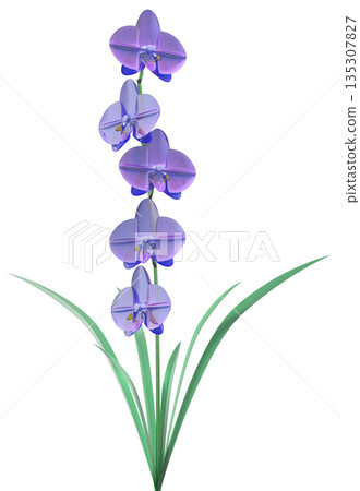 Glass Orchid 135307827