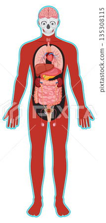 Human Body Diagram with Internal Organ Systems Labeled 135308115