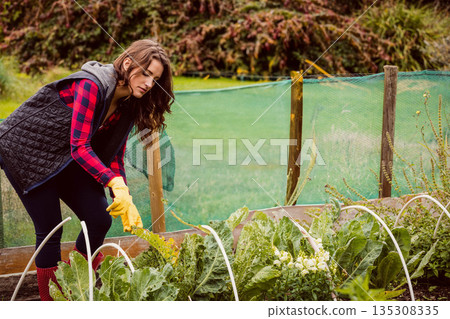 Woman tending leafy greens in raised garden bed wearing gloves and patterned boots, copy space 135308335