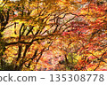 秋日的森林，層層疊疊的秋葉點綴。 135308778