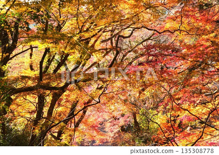秋日的森林,層層疊疊的秋葉點綴。 秋日的森林,層層疊疊的秋葉點綴。 135308778
